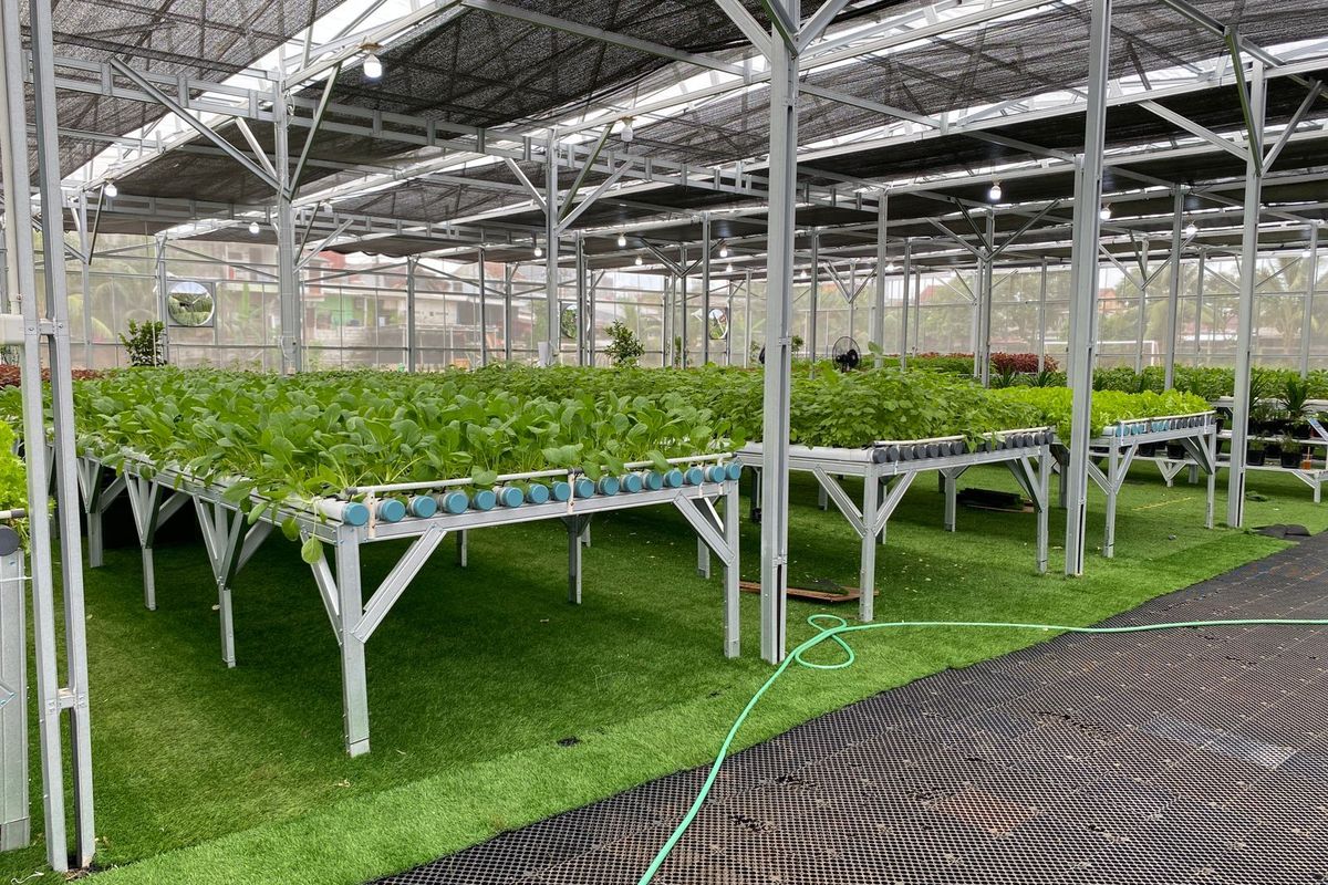 Greenhouse Hidroponik